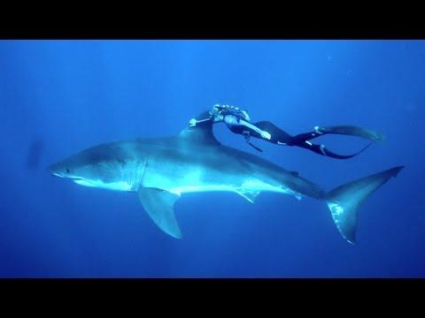 GoddessPlants's tweet photo. GoPro: A Blonde and a Great White Shark http://t.co/pvYOH3W93Y #plants #fresh http://t.co/5VpdYKqCrt