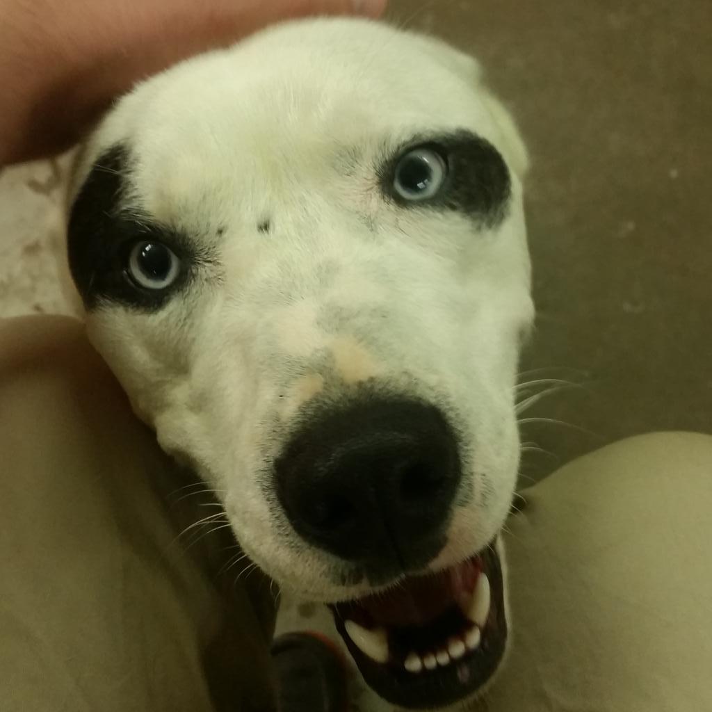 rawdogfood's tweet image. Check out the eyes on this husky pit cross.
#woofwoofwednesday #rawperformance
#doggyfriends