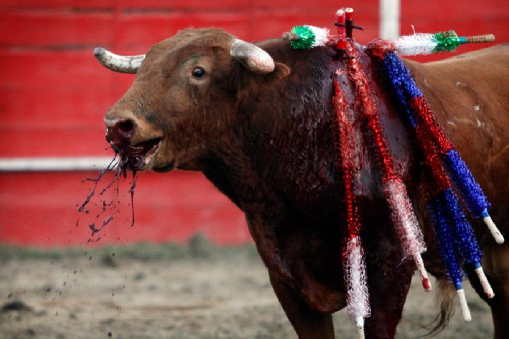 ecorepublicano's tweet photo. RT MALTRATO ANIMAL, NI ARTE NI CULTURA. 
#NoAlMaltratoAnimal http://t.co/hfM5vSn2Dr
