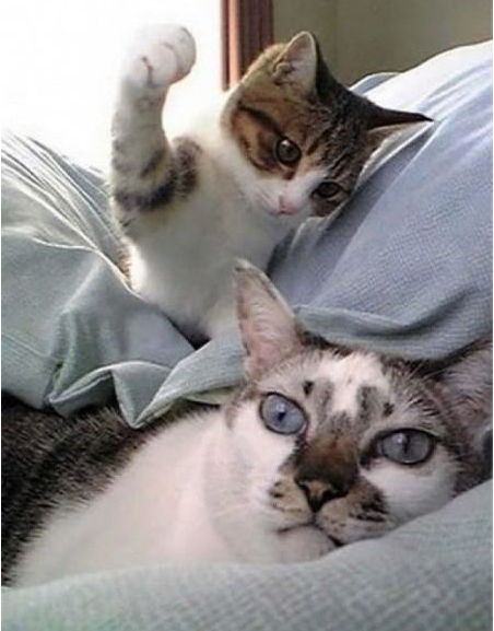 funny cats
bit.ly/1Sey8mZ