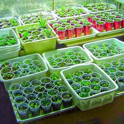 KindBulbs's tweet image. Growing great under our Metal Halides! #growlights #seedstarting #kindbulbs #indoorgardening #vegetablegarden