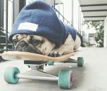 skater #dog 
bit.ly/1BcJJbf