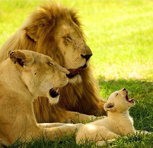 Прайд это львиная семья. Львы прайд. Лев львица и львенок семья. Прайд львов. Прайд львов семья.