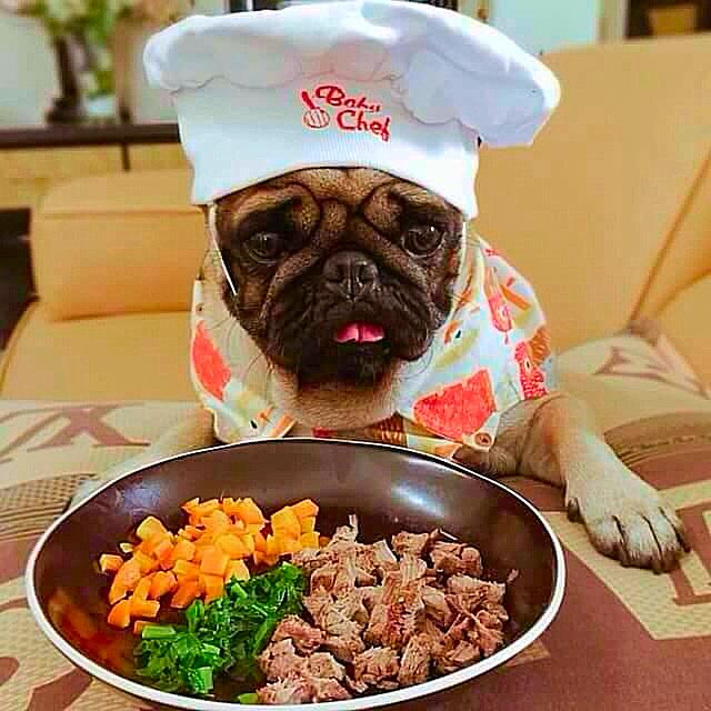 Eastcoast5150's tweet photo. #PugChef http://t.co/ocnDs4ae1p