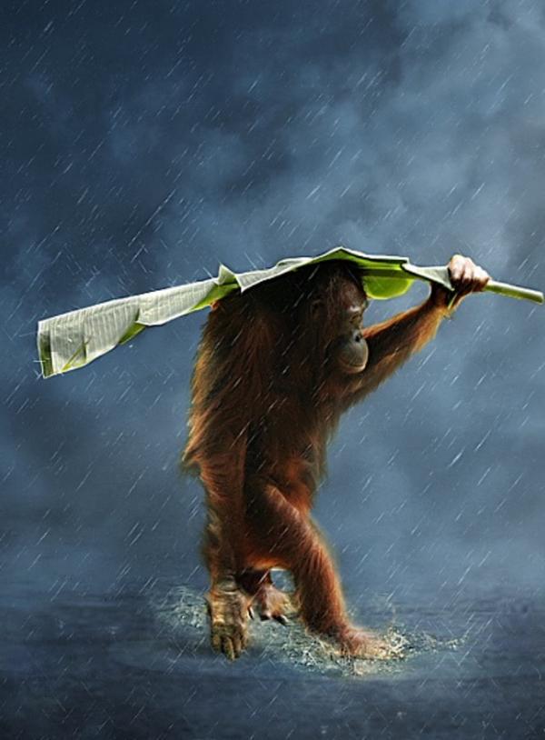 JasonHalle's tweet photo. Animals have feelings too @DarcyCarnforth @swami2005 via @jasonhalle http://t.co/E4nI8LHj6I