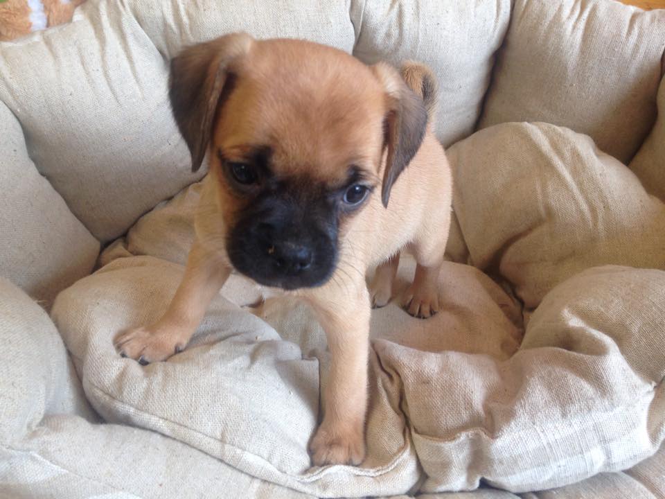 PetShoppe tweet media