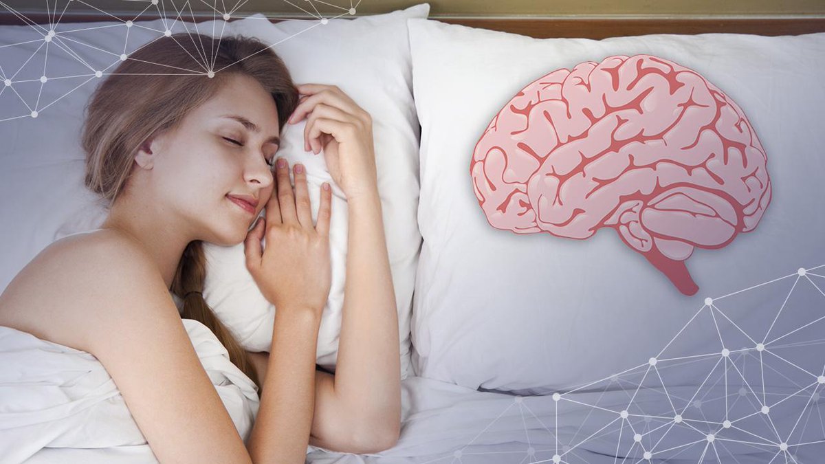 Sleeping brains