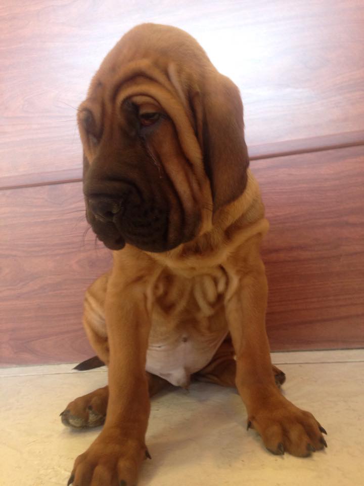 PetShoppe tweet media