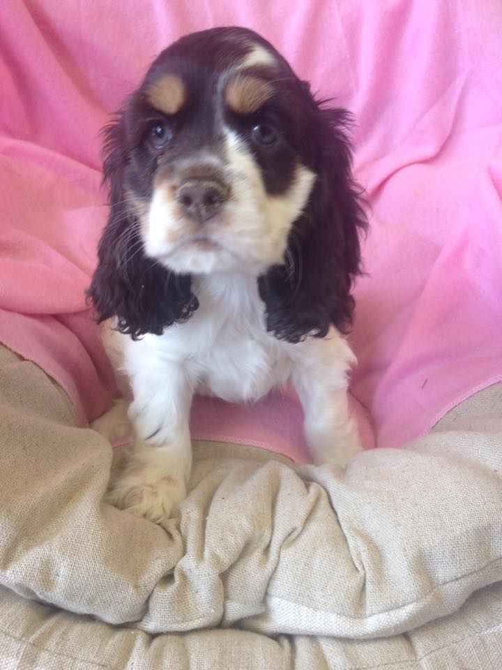 PetShoppe tweet media
