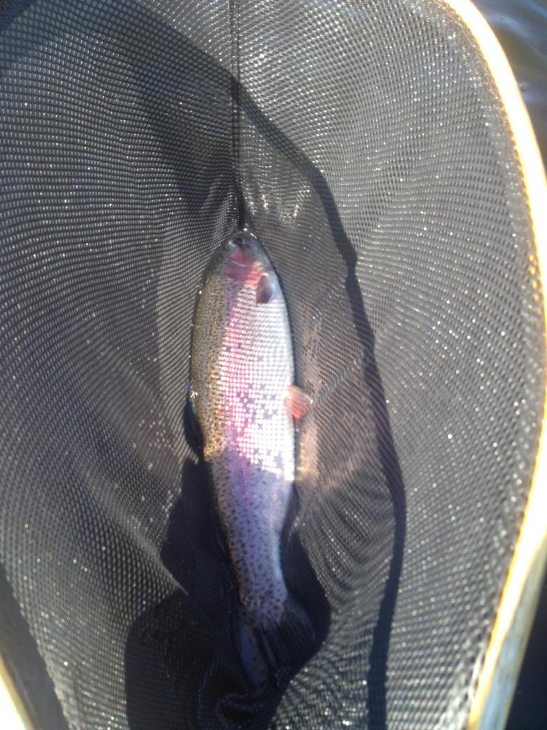 troutwatersbc's tweet photo. Healthy rainbows caught on chironomids and mayfly nymphs. #BC #flyfishing #Okanagan http://t.co/BkMoyez8nW