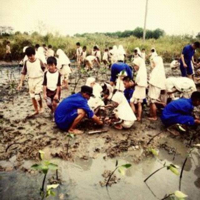 Tanam Mangrove @stp_jakarta #kampuspantaiserang sama #tps50