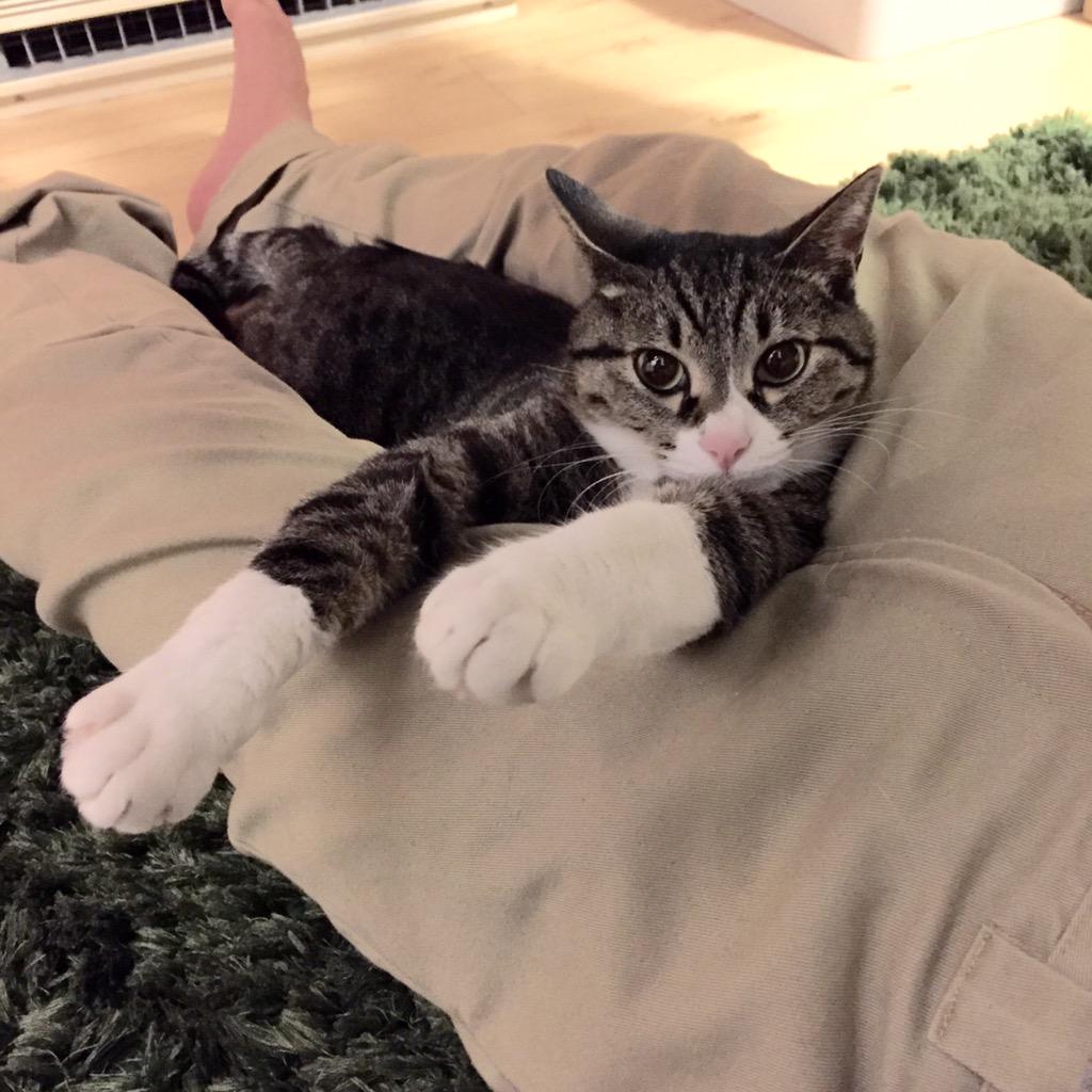 癒しの猫 2cat2neko Twitter