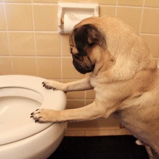 itsdougthepug's tweet photo. Never drinking again http://t.co/kzmCpWhstk