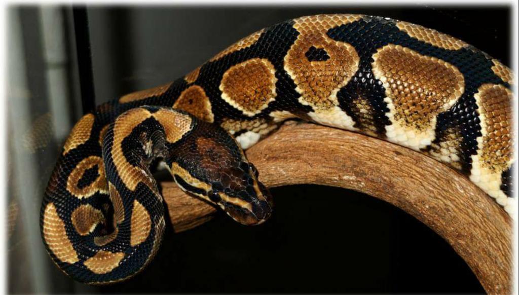 alain_informe's tweet image. #PythonRoyal