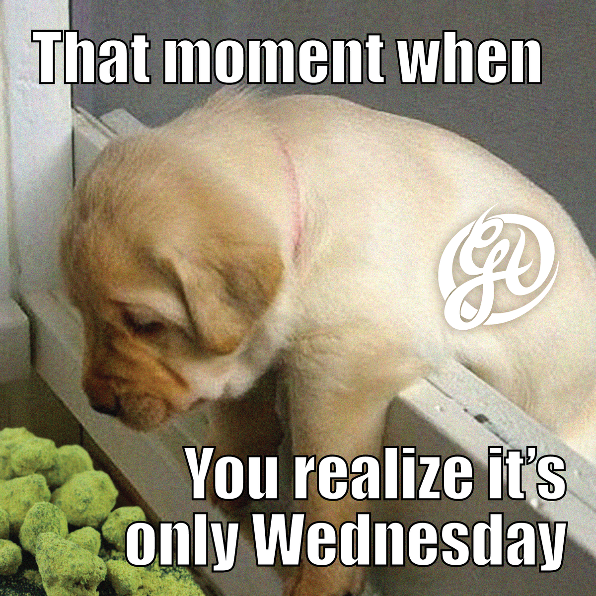 GreenhouseHC's tweet photo. Rough #Wednesday? We have the cure for what ails you! #HappyHour #greenhouseherbalcenter #greenhousehc #flowers http://t.co/lt2urCi3Ee