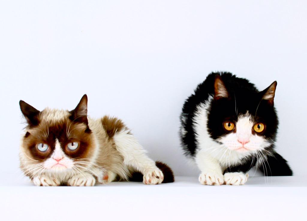Grumpy Cat tweet media