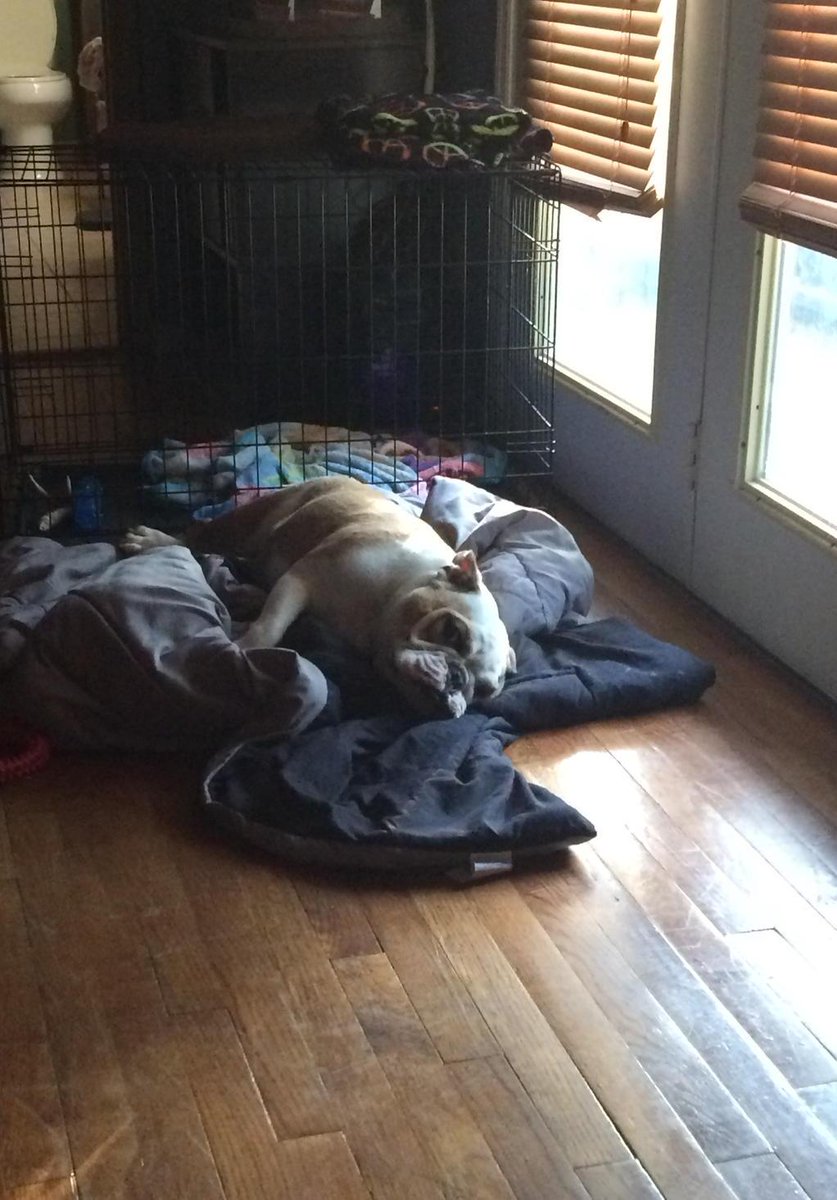 CooperBulldog's tweet photo. #chillin http://t.co/MK77QdTJOv