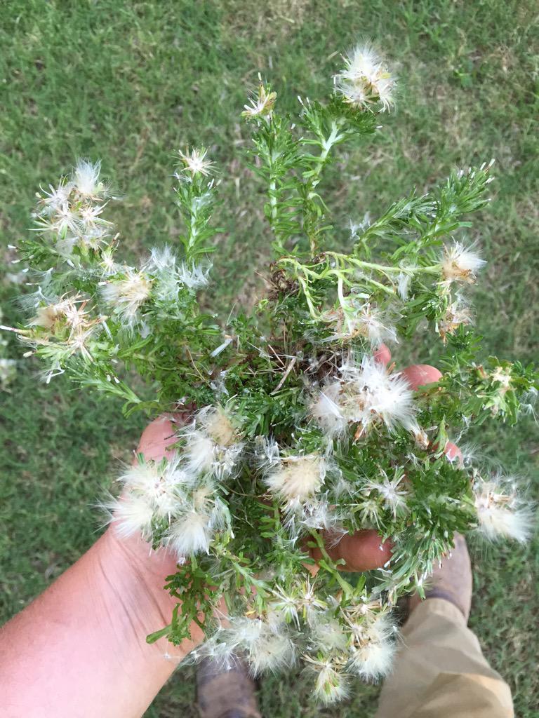 esadlr32's tweet photo. @VTTurfPath any idea what this is. Having a problem is a Bermuda yard around Lake Gaston. http://t.co/yHMqg3wQKF