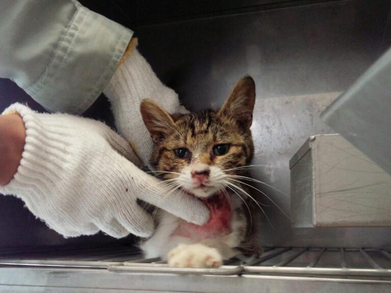 doubutukyushutu's tweet photo. 拡散RT @with_animals_k ＃香川県 高松市保健所迷い猫情報
番号：2015-0180
収容期間：5/19～5/28
場所：香川町
雑種 白・キジトラ♂首輪無 頚部皮膚炎有
https://t.co/Xp7NSLwBjo http://t.co/XTIqVKMr6q
