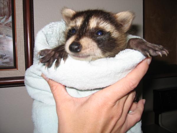 Adorable!  <a href="/NEWildlifeRehab/">Nebraska Wildlife Rehab</a> <a href="/SteaksforGood/">Steaks for Good</a> <a href="/omahafoundation/">Omaha Community Foundation</a> <a href="/mutualofomaha/">Mutual of Omaha</a>  Here's a..... spr.ly/6015Cw1V