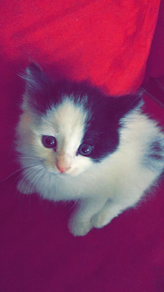 gracekirkland24's tweet image. Scout is by far the cutest thing I've ever laid eyes on besides the bf😍💖 #KittenObsessed