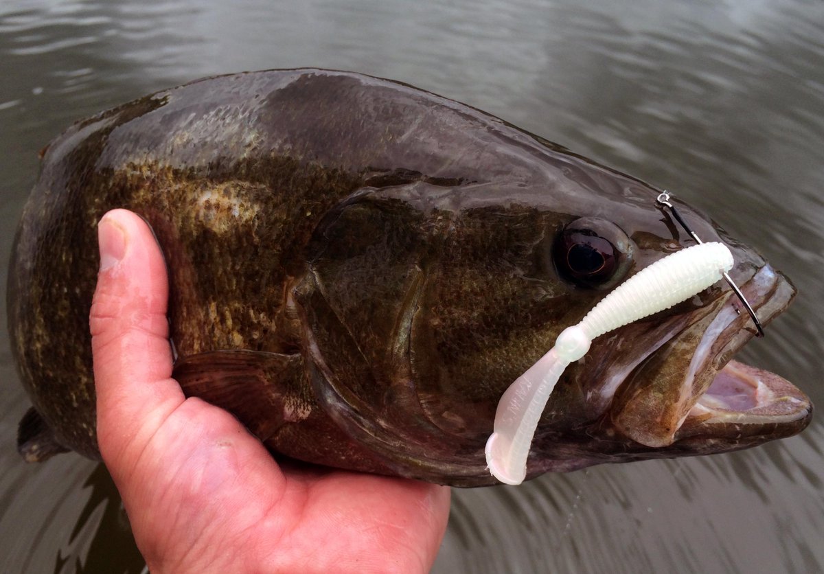 UncleJoshBaitCo's tweet photo. #Kalins #Bass Drop-shotting Sizmic Grubs is something not many smallies have seen! http://t.co/Sjt7oDesVm http://t.co/TDCzjgsfw9