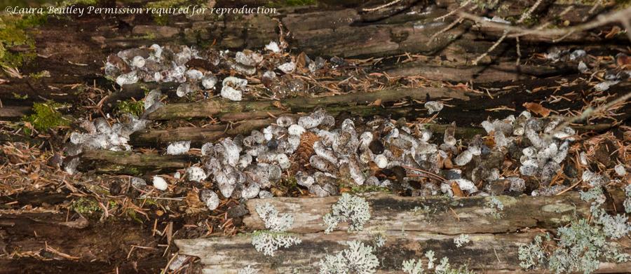 ABBestphotos's tweet photo. #SpruceGrouse spotted #DrummingLog 1st day but took til last hour of last to to capture #bird! Saw ruffed grouse too http://t.co/h4yVv2mcOo