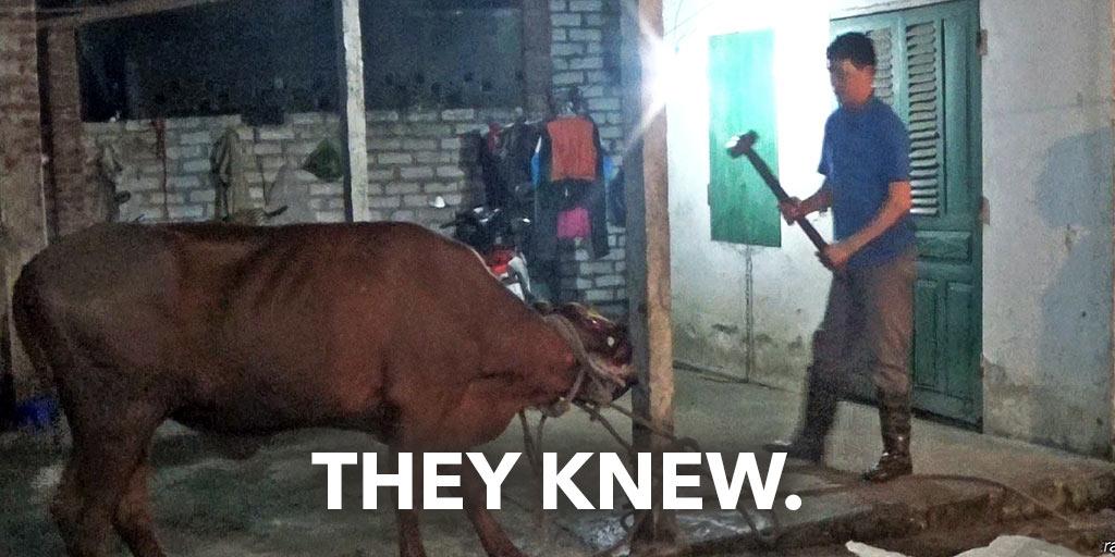 AnimalsAus's tweet photo. Aus. fury over sledgehammer cattle killings in Vietnam v/ @BBCWorld http://t.co/idQWKF0lqC #TheyKnew #BanLiveExport http://t.co/Qz0hIxTUmO