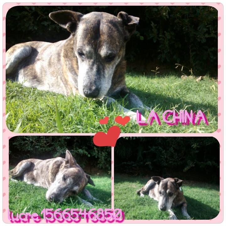 ADOPCION RESPONSABLE PARA ELLOS!!, ME AYUDAN RT?, GRACIASS!!!