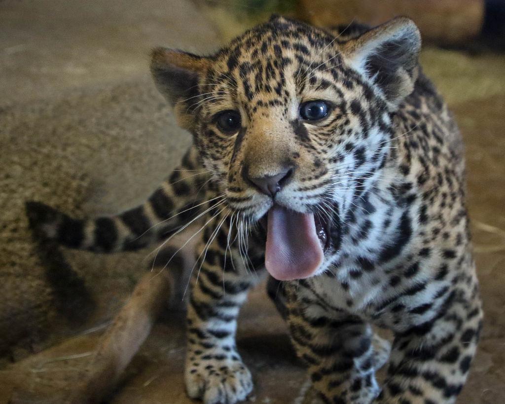 sandiegozoo's tweet photo. What do you think of our new window washer? (pic: Penny Hyde) http://t.co/7cNDhvGnRN