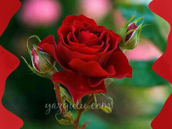 jamalshafi124's tweet photo. http://t.co/mMM5d2DLLY