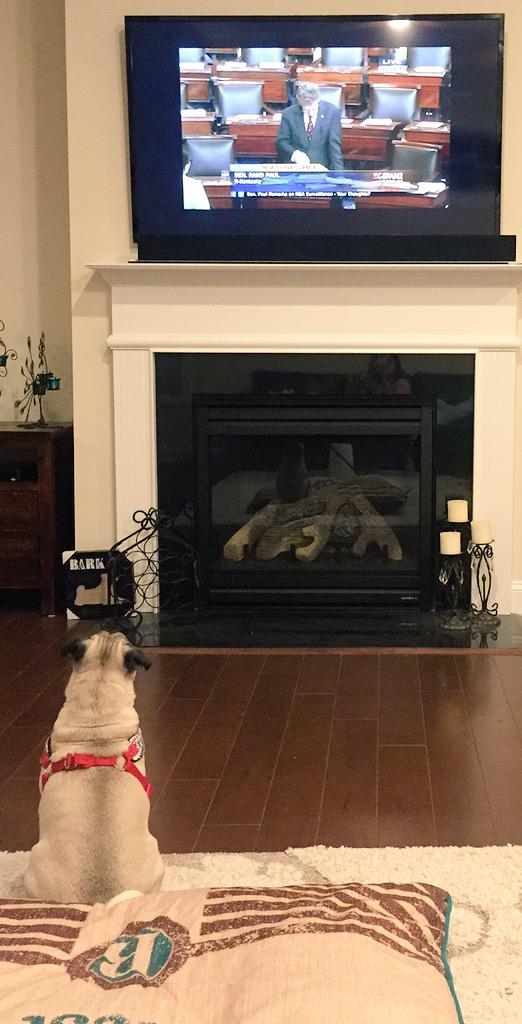 BumperThePug's tweet image. I stand with Rand! I took two breaks watching @RandPaul #puglife #smallbladder