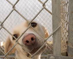 world_rescue's tweet photo. Preventing the 2015 Yulin Dog Meat Festival! To Save the Dogs, pls visit
http://t.co/UNQ68nj5fJ http://t.co/Q8YVxd5zOq