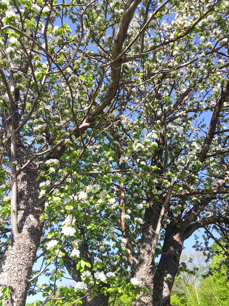 HiVueMaples's tweet image. Our Apple trees are alive with busy bees!
#springtimeinvermont