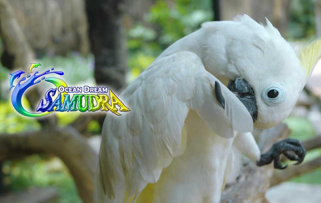 ancoltmnimpian's tweet photo. Hai aku "si Jambul Kuning", sahabat kita ini salah satu burung langka loh bahkan diambang kepunahan #savejambulkuning http://t.co/0QtpA6DtdG
