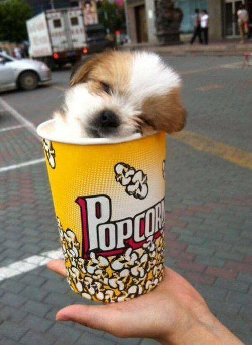 SoWhiteGurl's tweet photo. so cute http://t.co/oYOPtmqhKD