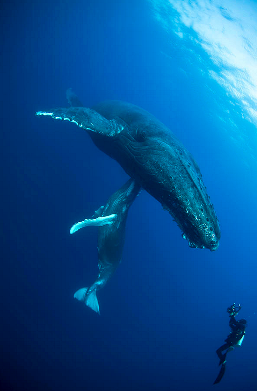 GreenpeaceAP's tweet photo. We can't wait to see this new show by @NatGeo WILD! Premier on June 7th > http://t.co/PRhu5oyKaU http://t.co/Bbj9LCPS3o