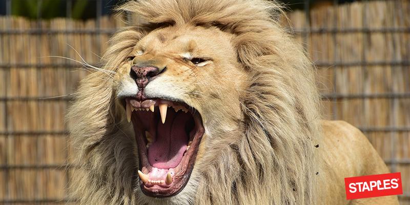 StaplesUK's tweet image. When there is no paper left in the photocopier #PrintingFail