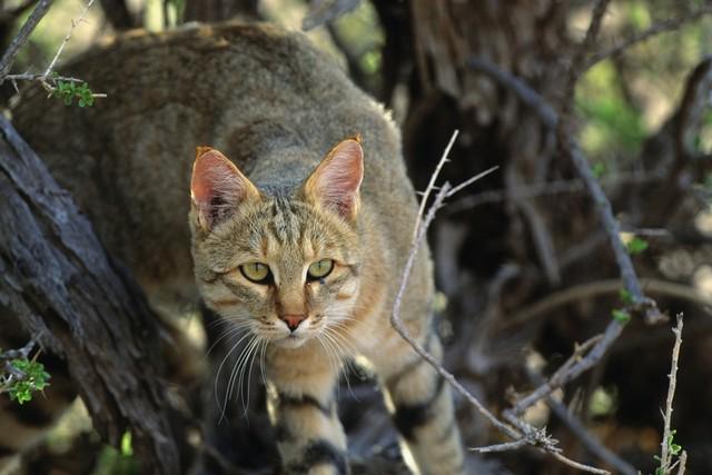 TheNationalNews's tweet photo. Domestication of cats can be traced to Middle East http://t.co/kmQg1pLXeU http://t.co/CifPU6jJzl