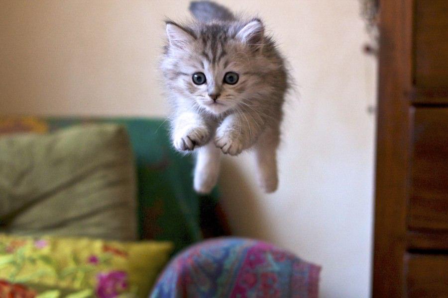 TheCuteKittens's tweet photo. big jump! http://t.co/C6FhztRKZm