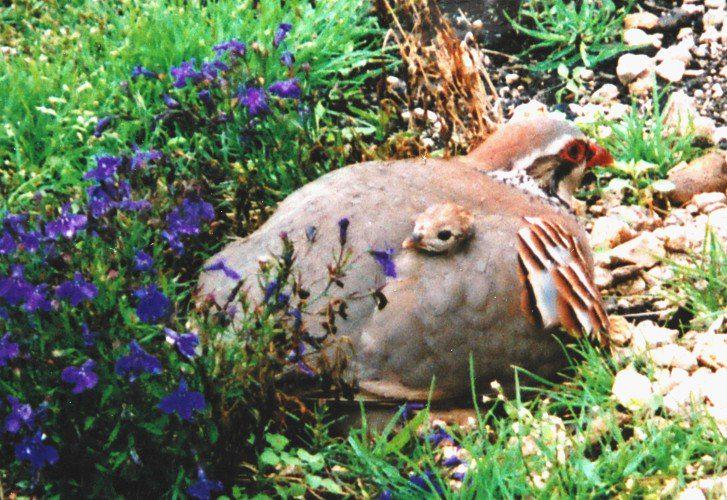 GOD SAVE THE QUEEN
Buenos días.-
#Primavera #Reproducción #PerdizRoja #PerdizBrava #PerdizPura #CazaYConservación