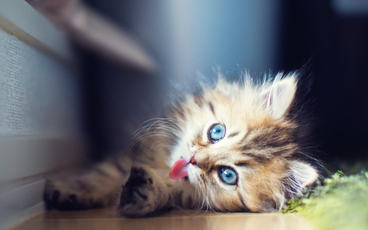 TheCuteKittens's tweet photo. so cute http://t.co/KwRxpfQSaz