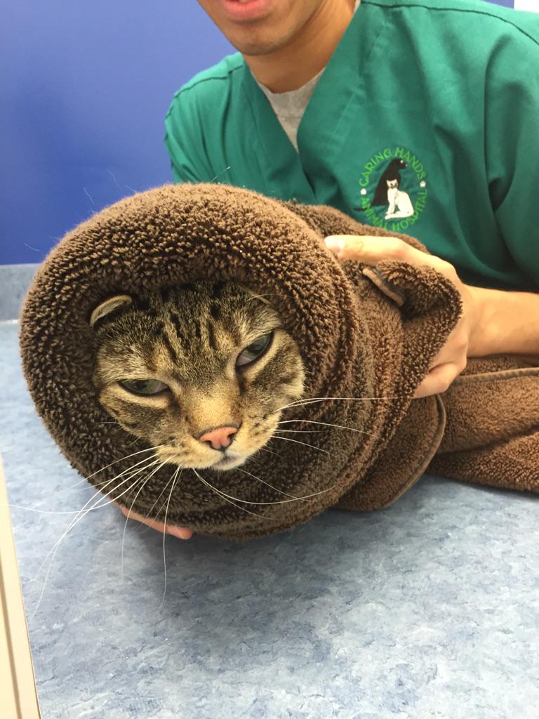 Another cat burrito for you 😊