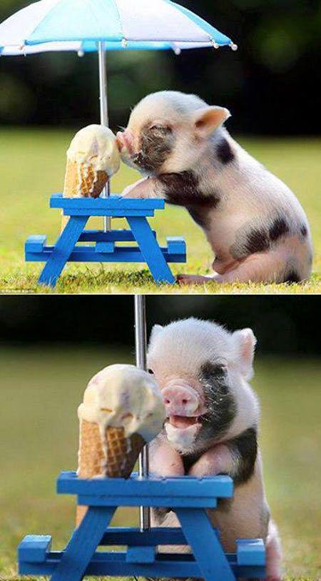 Ahh, delicious ice cream! #oink