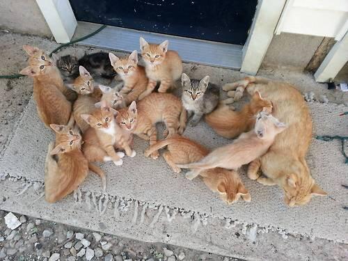 SoCuteKittens tweet picture