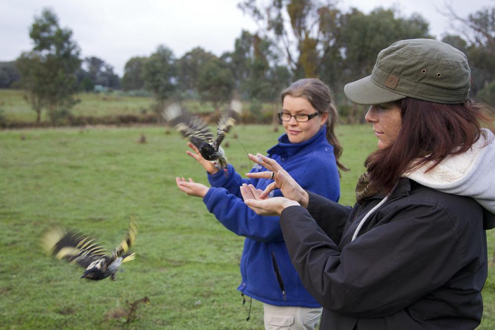 hihinews's tweet photo. Our very own @gemltaylor releasing regent honeyeaters re-caught for fitting new transmitters, Australia @ZSLScience http://t.co/GxL5ae39Al
