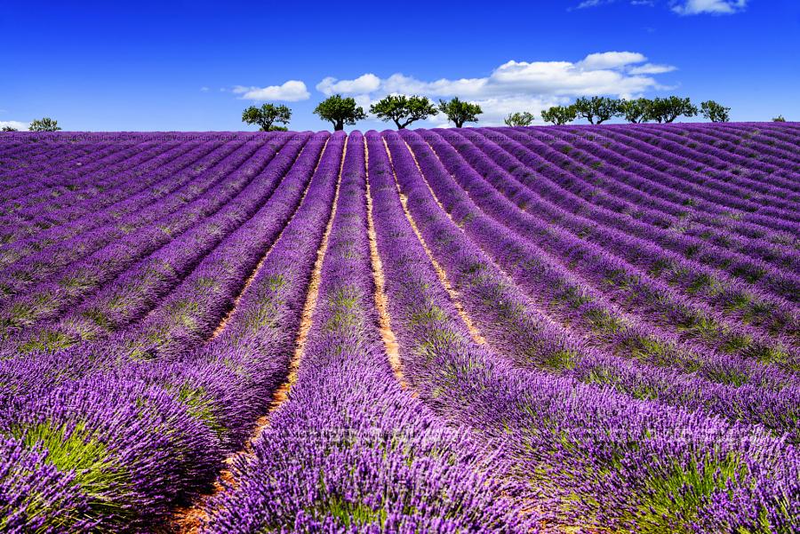 drkent's tweet photo. LAVENDER IN SOUTH OF FRANCE by beatrice preve #WeAreAlive http://t.co/dBomUC210x