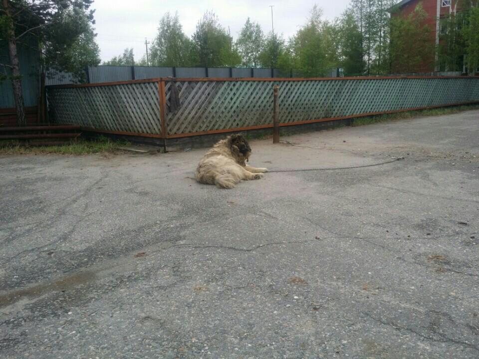 Carachiola's tweet image. Тихо тут. Медведи только (@ Ульт-ягун) swarmapp.com/c/cRK2XTCxv47