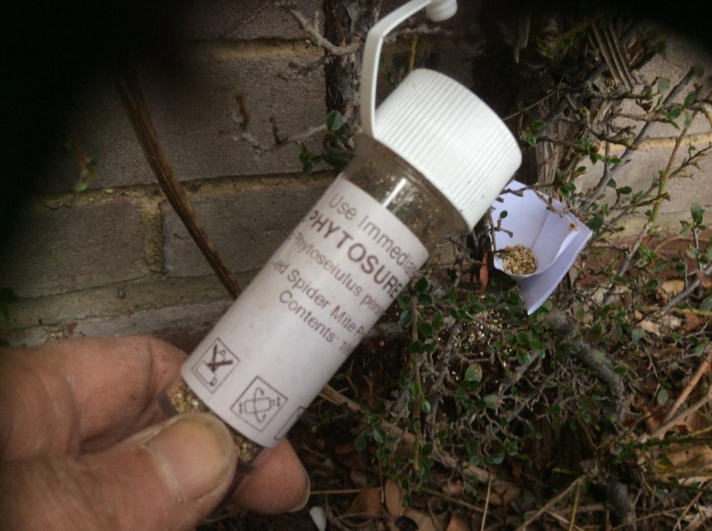LouiseMorales23's tweet photo. Mild winter has brought early #Redspidermite problems luckily @Ladybirdplantca do great organic cure. http://t.co/TEPmR4zHdk