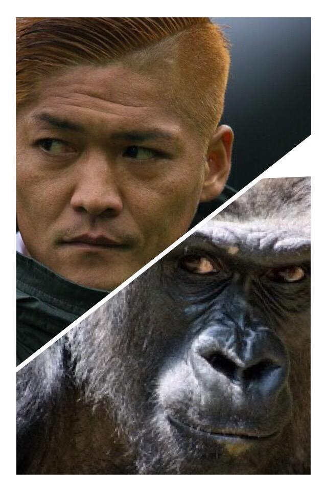 電子つんどく در توییتر 左上のゴリラくん 大久保選手にそっくりだなあ Okubonbon13 最近ネットで話題のイケメンゴリラ が人間のオレよりイケメンと聞いたから比べてみた 完敗 Http T Co 5vqewk9gze